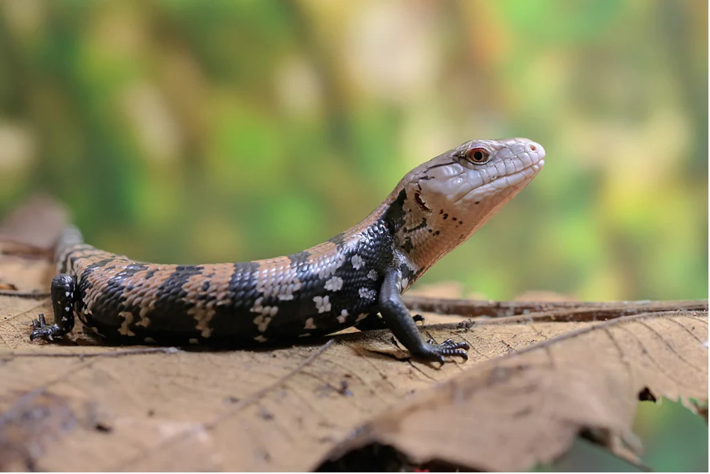 bluetongueskink