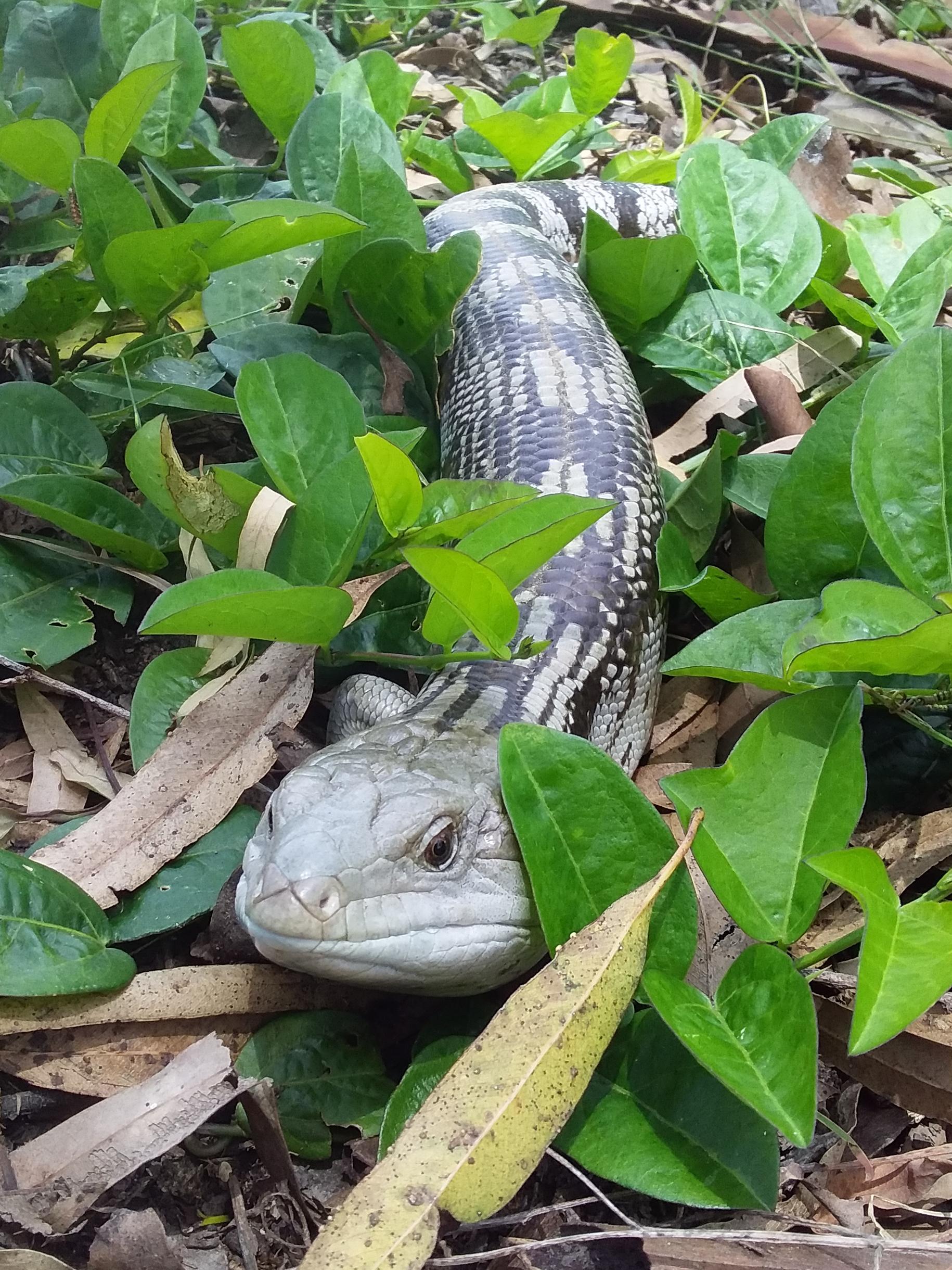 bluetongueskink