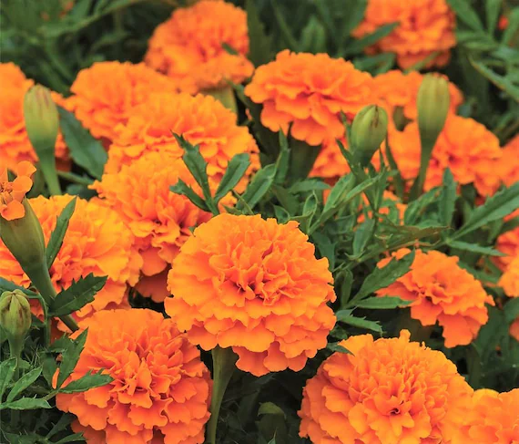 Orange Marigold Valley